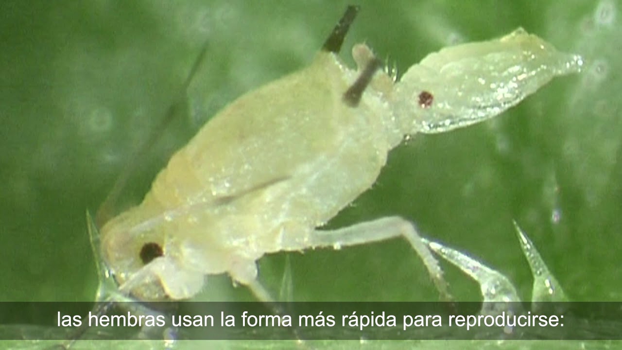 Cyazypyr en Aphis Gossypii