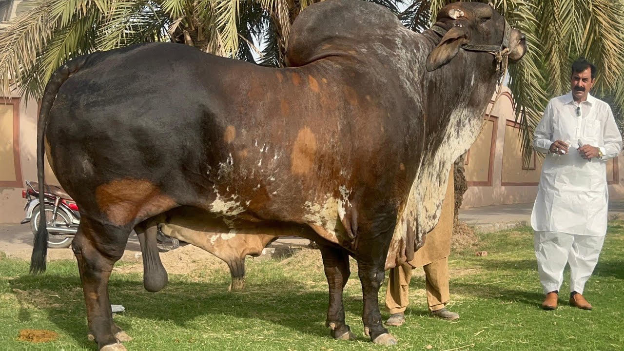 Haji Shuakt Doggar of Multan Qurbani Bulls 2025 Doogar Cattle Farm ll Biggest Brahman Bull