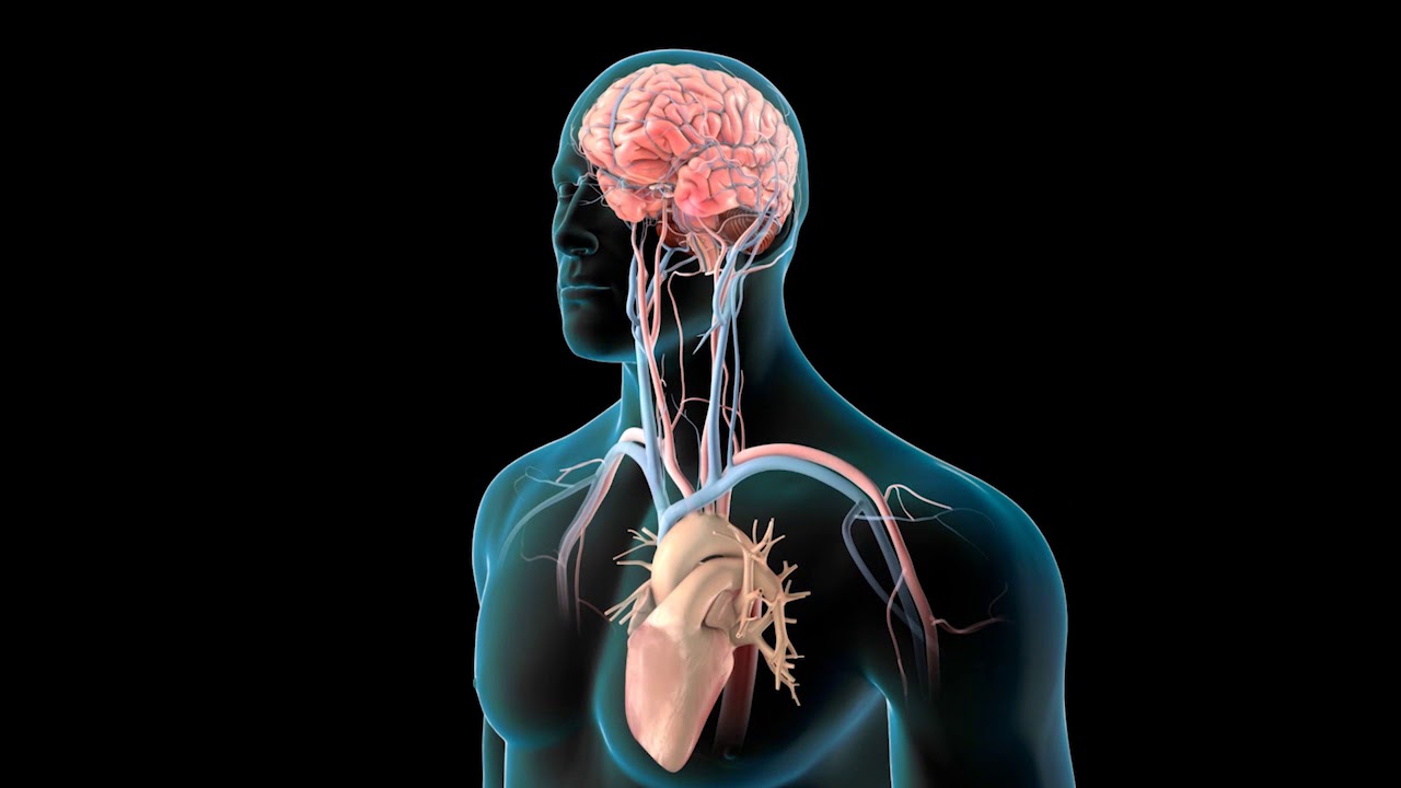 Scott Greenberg, MD - Atrial Fibrillation