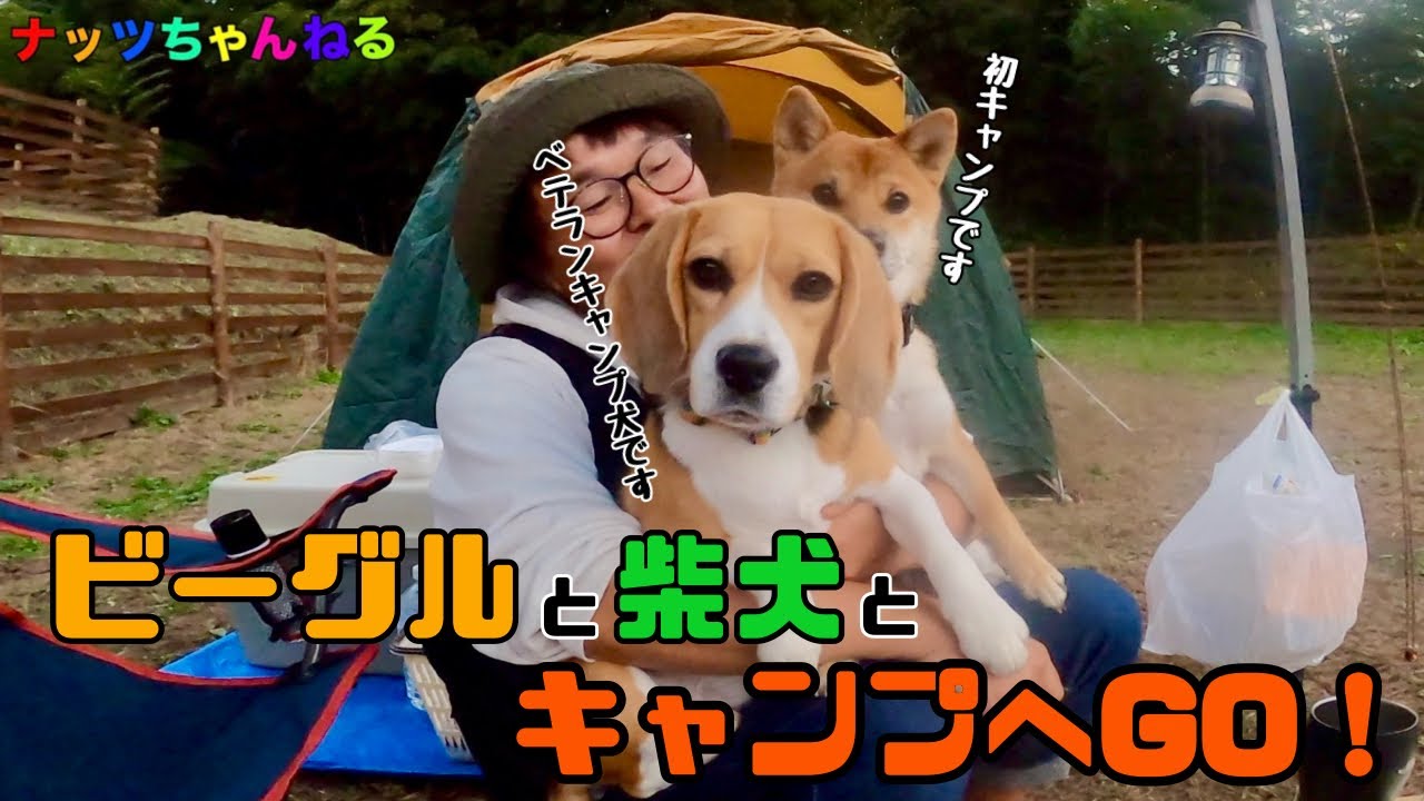【いなかの風キャンプ場】久々のキャンプ🏕️柴犬ばくちゃんはキャンプデビュー🐶飼主達は食べまくりだの巻‼️