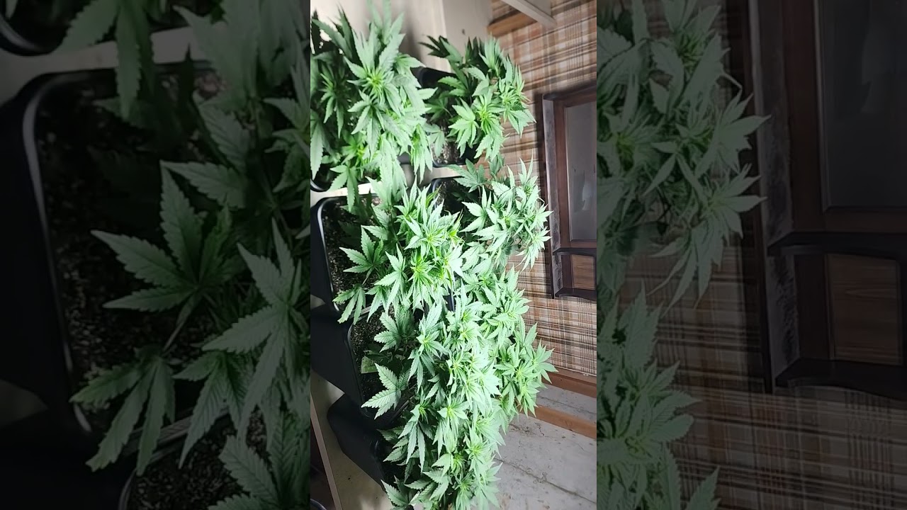 4 week Veg after seed germination on Aug 26th
