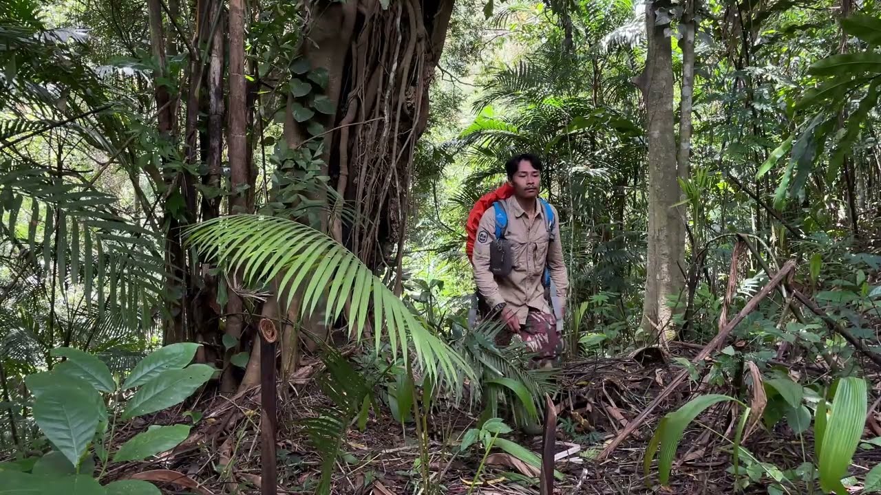 Building A Hidden Shelter in the rainforest. Camping alone overnight