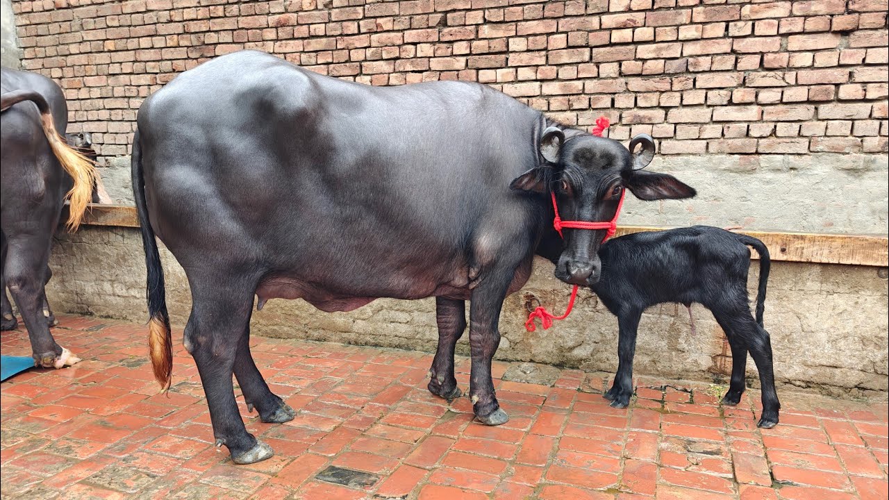 2 Animals For Sale, 2 ਪਸ਼ੂ ਵਿਕਾਊ