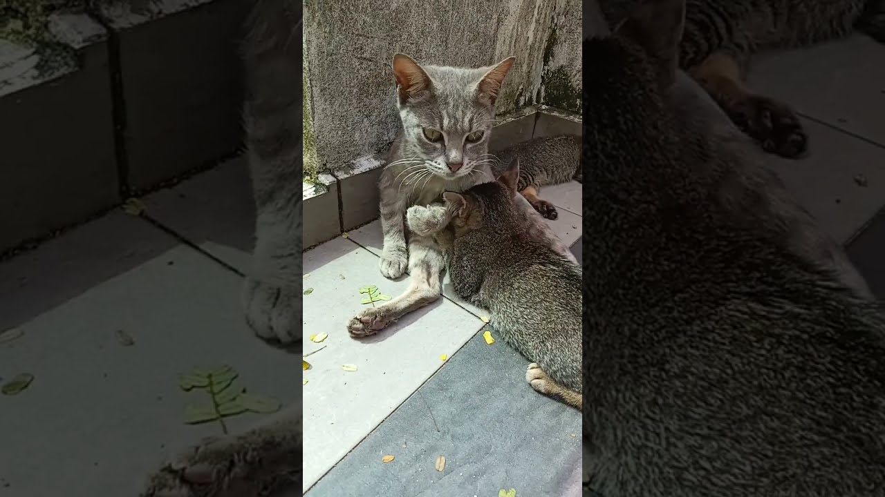 Time Machine Cats !!!! Longest Daily Cats Story , today kitten are 71 days old .