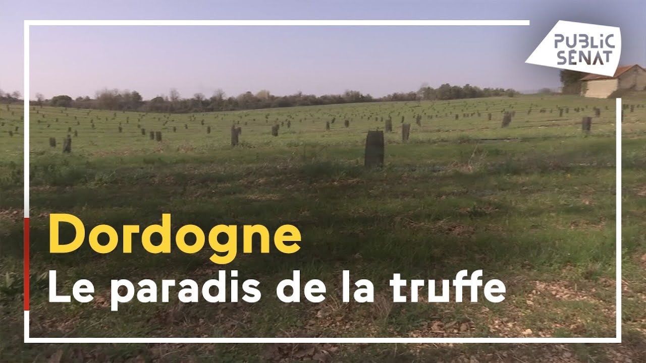 La truffe du Périgord