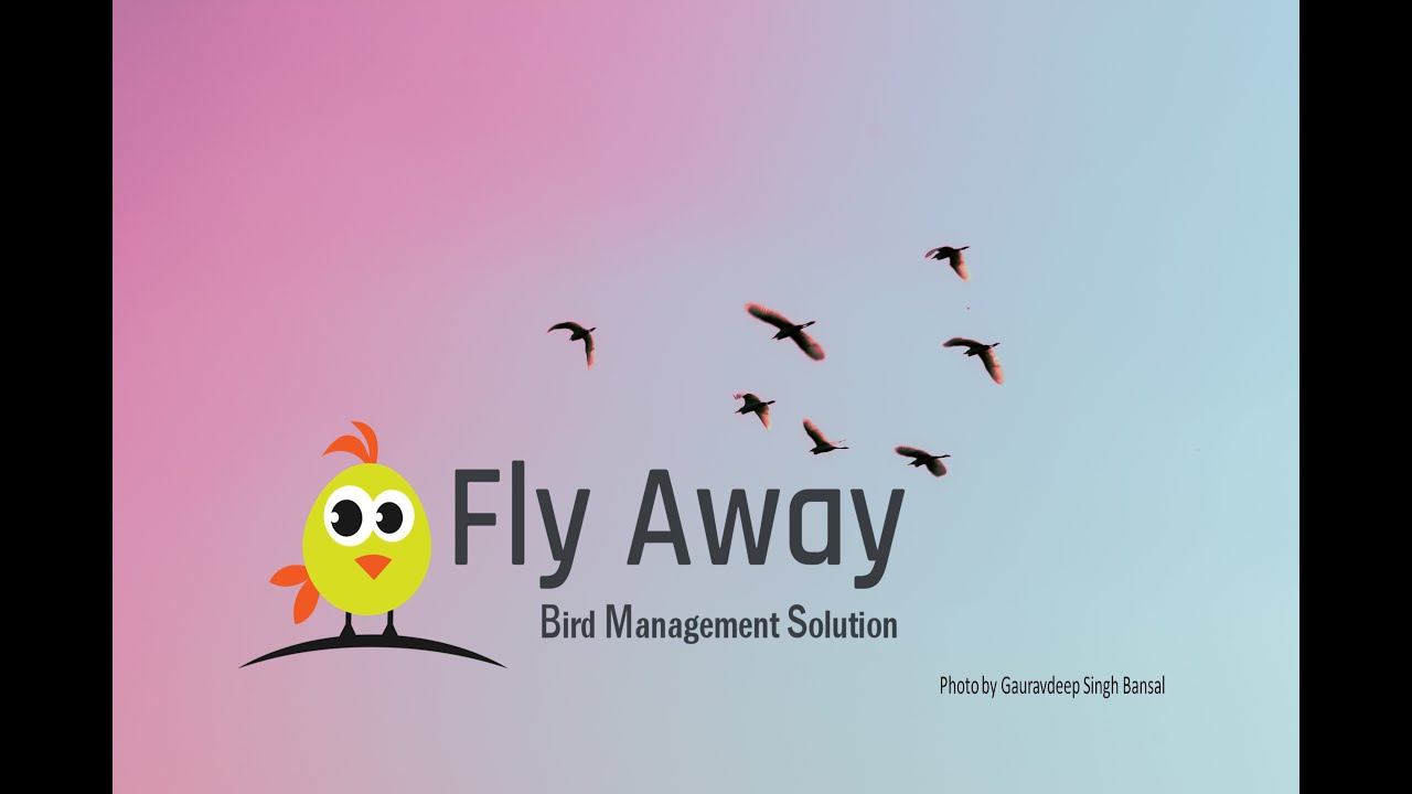 How to get rid of birds.