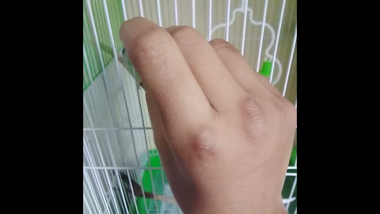 Mi periquito comiendo Aarandano :3