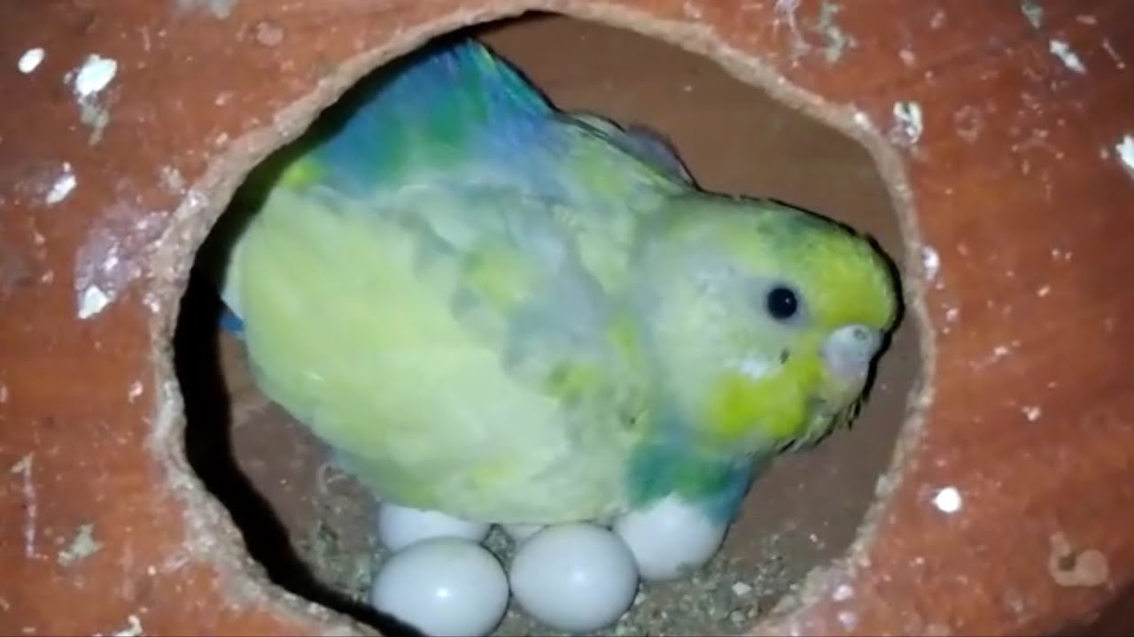 My budgies breeding progress. happy valentines week ❤️ 2023. breeding tips