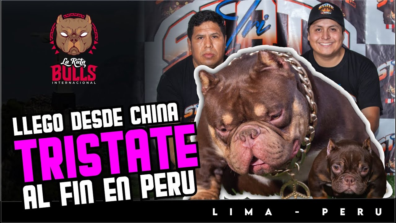 🔥 ¡TRI STATE YA ESTÁ EN PERÚ! Impacto Bulls trae 100% CHINO desde Brasil 🇧🇷🇨🇳🇵🇪