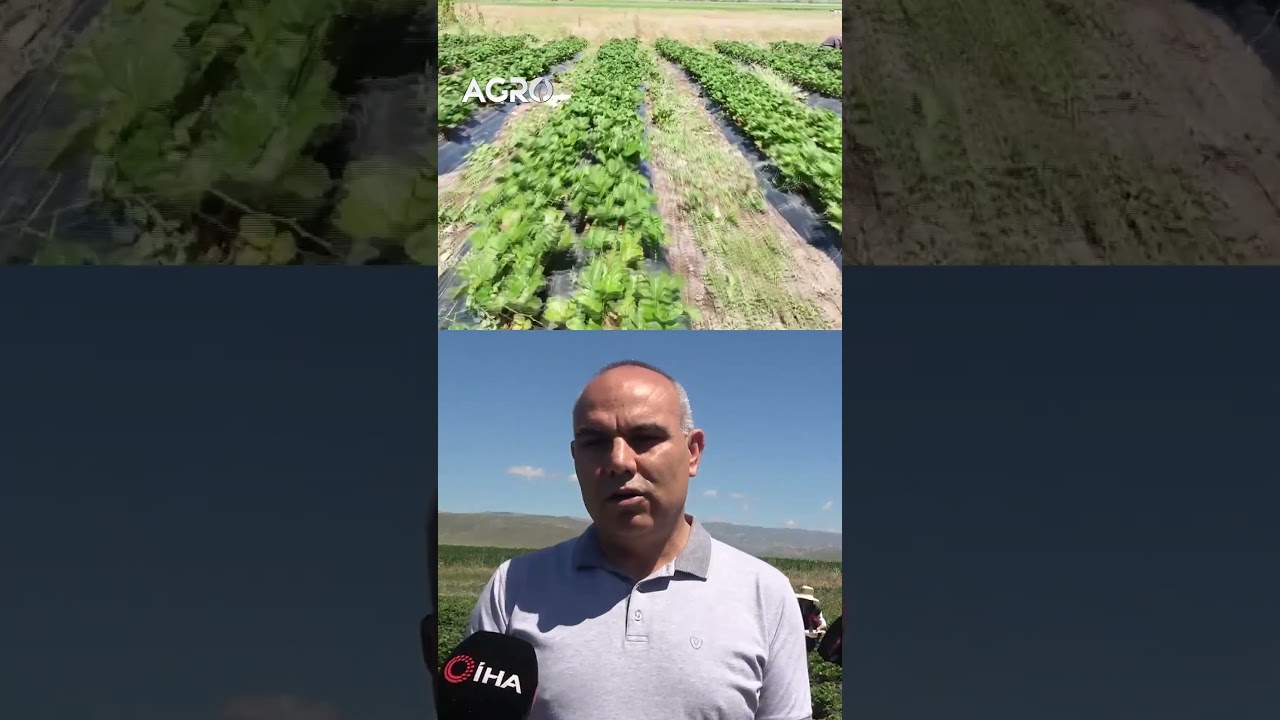 Hibe Aldı İmkansızı Başardı! Çilekten 16 Milyon TL Kazandı #shorts