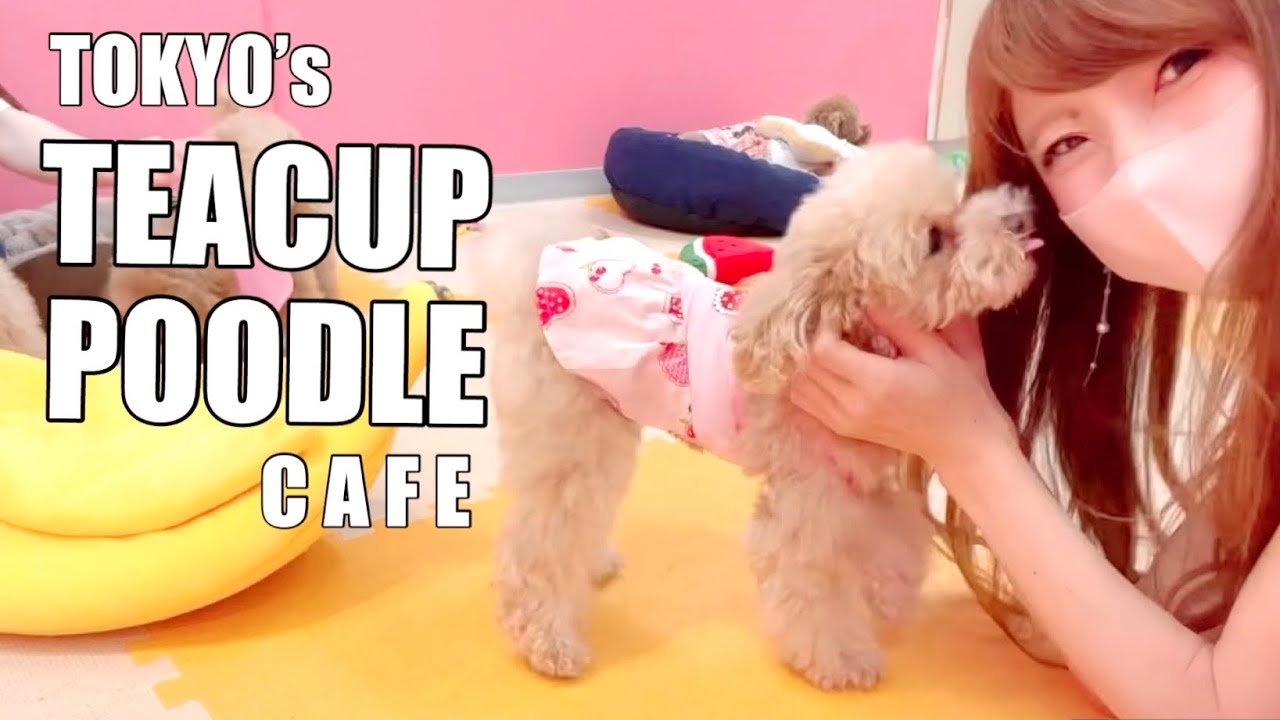 Visiting Japan's Dog Cafe in Akihabara