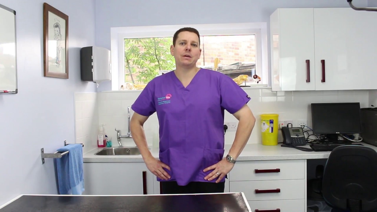 Pet Insurance Terms Explained