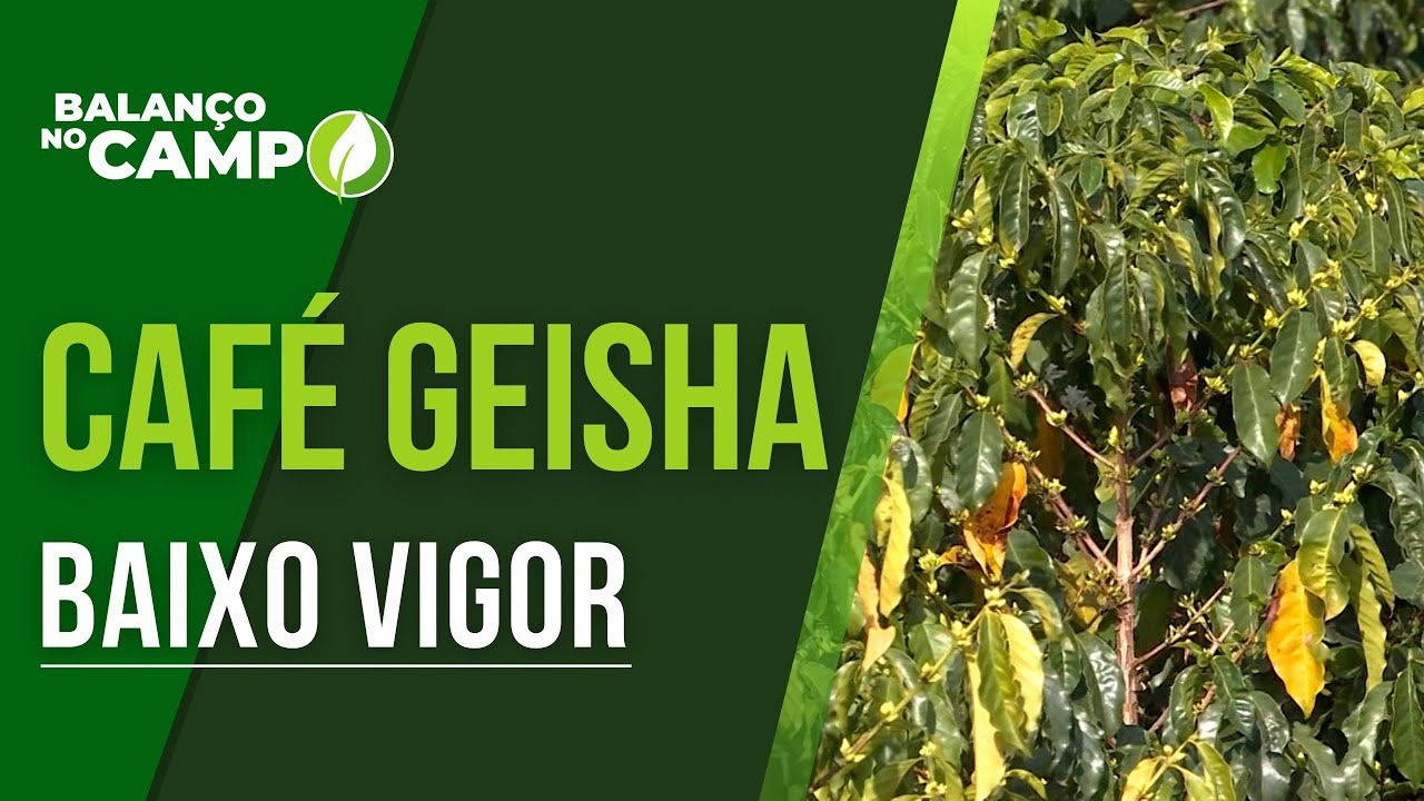 CAFÉ GEISHA APRESENTA BAIXA PRODUTIVIDADE E BAIXO VIGOR