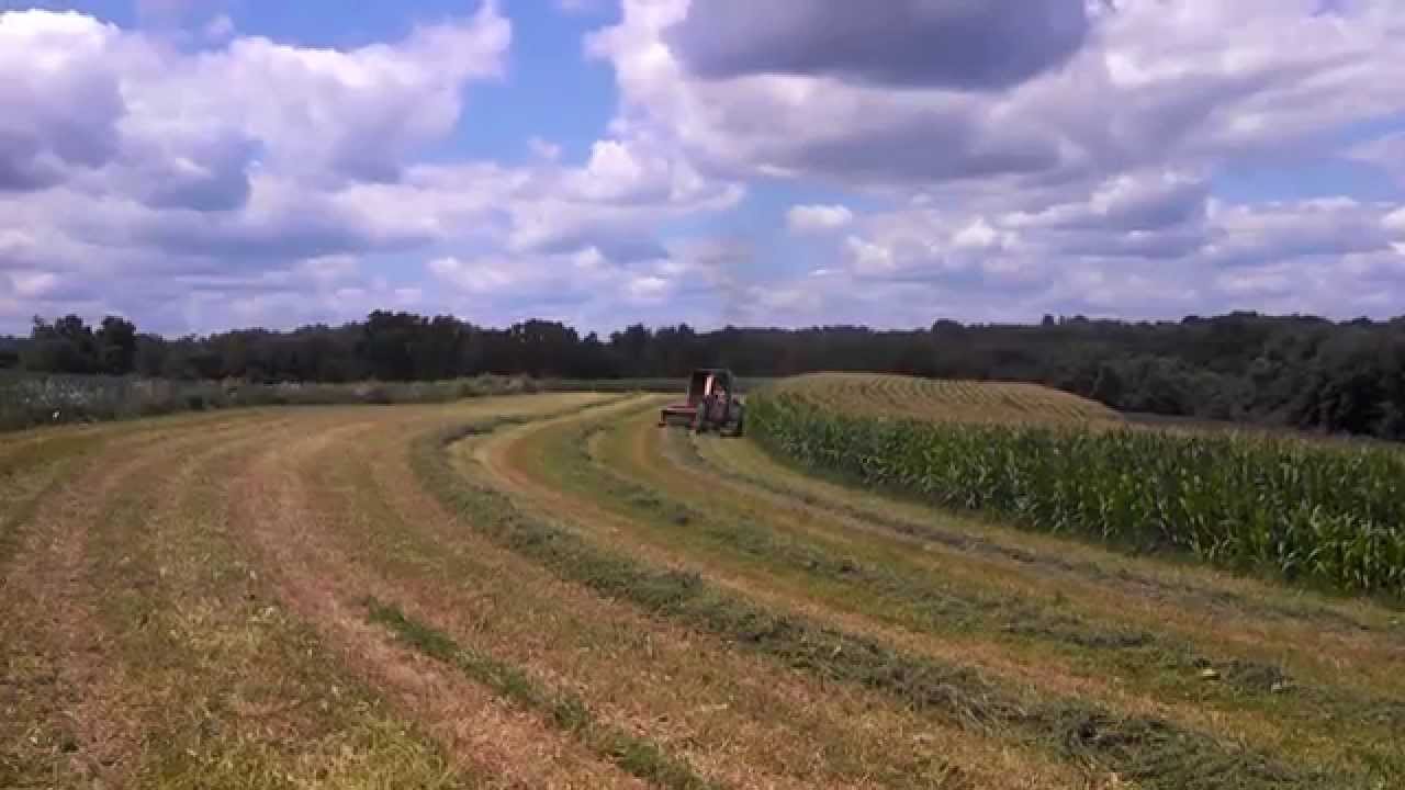 Chopping 2nd crop with the 1256