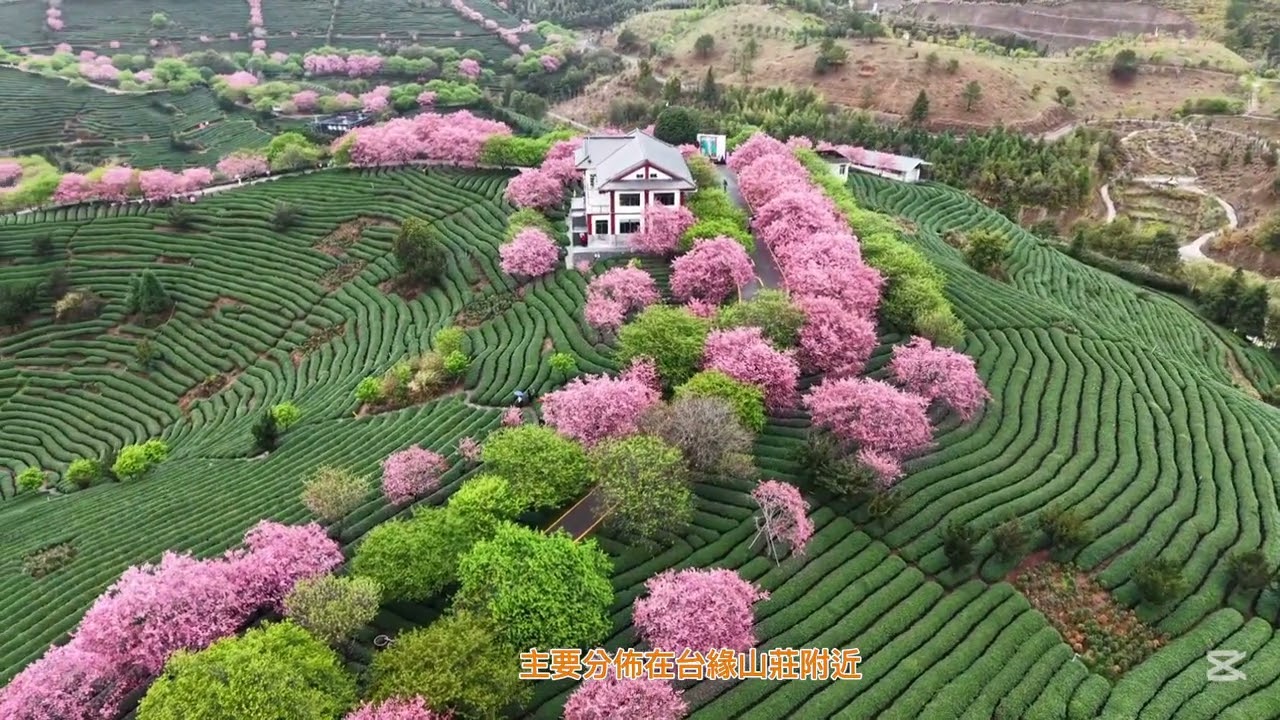福建永福台品櫻花茶園（空拍與手機錄影剪輯）
