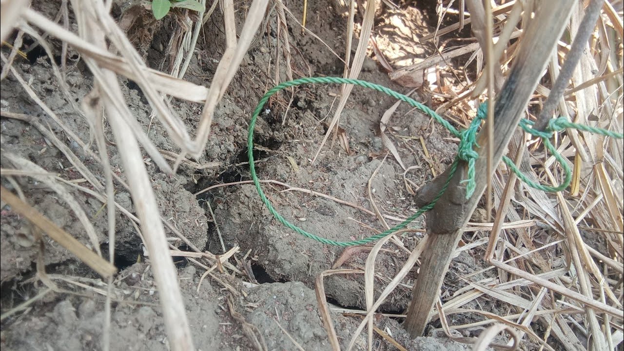 ដល់ម៉ោងចេញប្រម៉ាញ់ទៀតហើយ