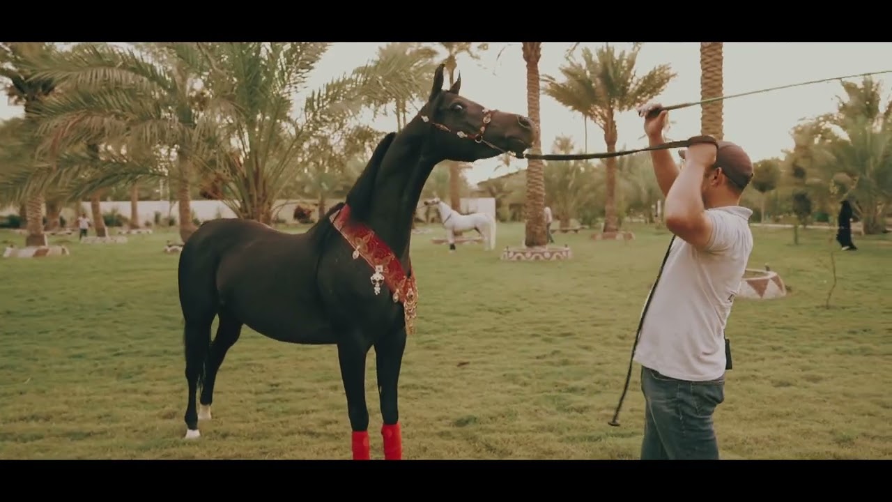 فلم وثائقي لصالح مربط الوكيل