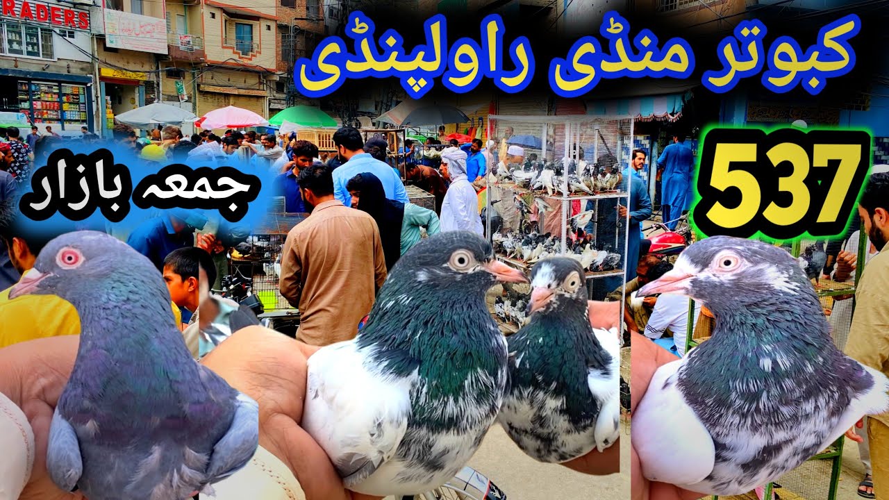 537 | Friday Kabootar Mandi Rawalpindi Today Latest Update High Flyer Pigeon Market Price 22|8|2025