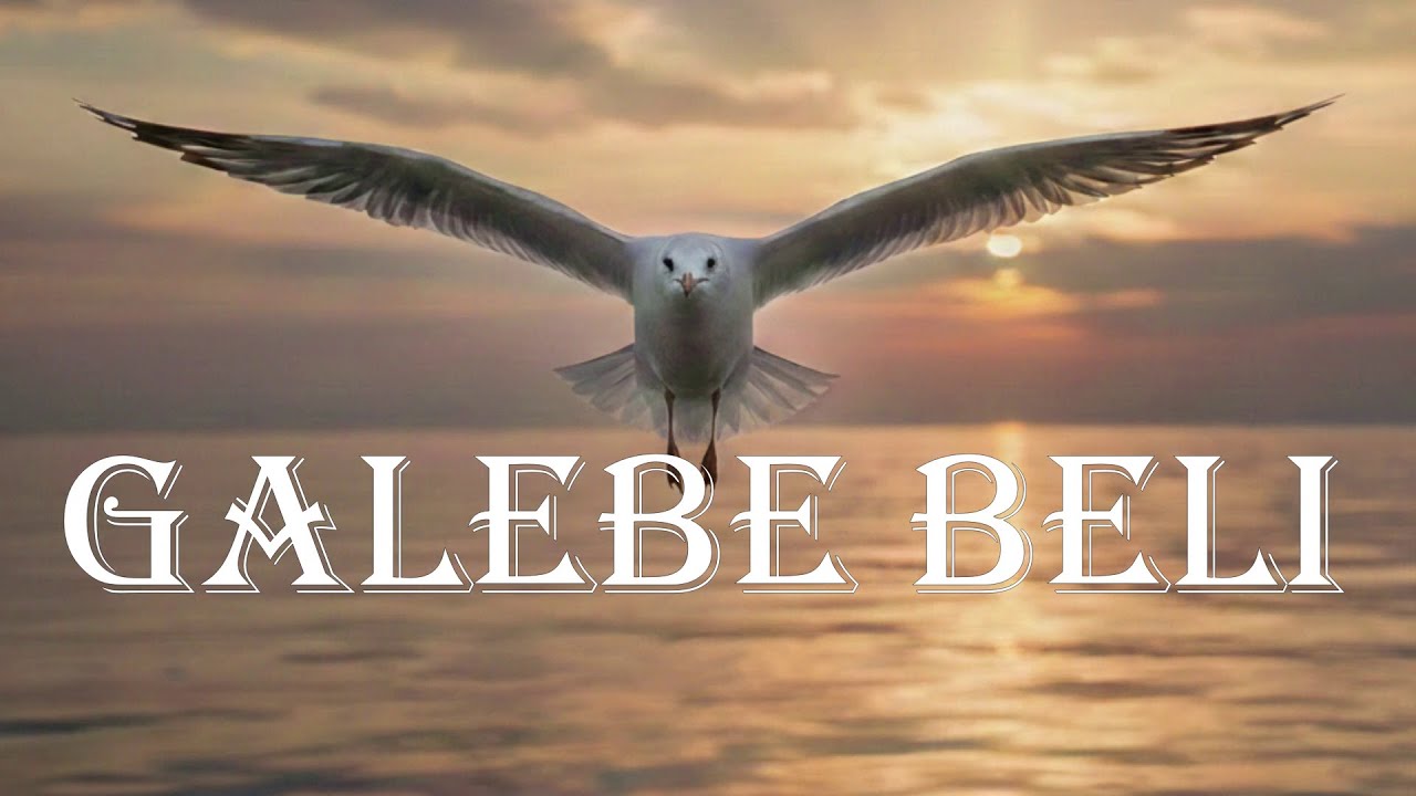 Galebe beli