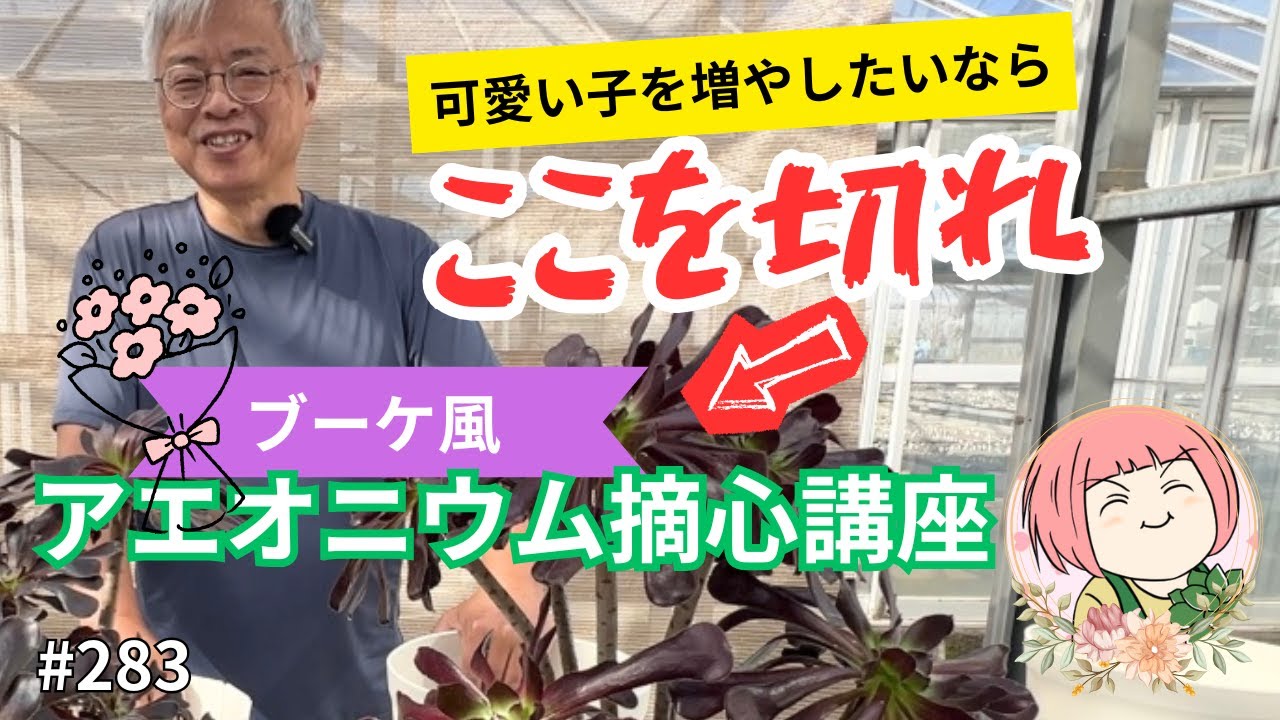 【保存版】アエオニウムの増やし方まとめ｜カット・摘心・挿し木すべて見せます👀【多肉植物】No283