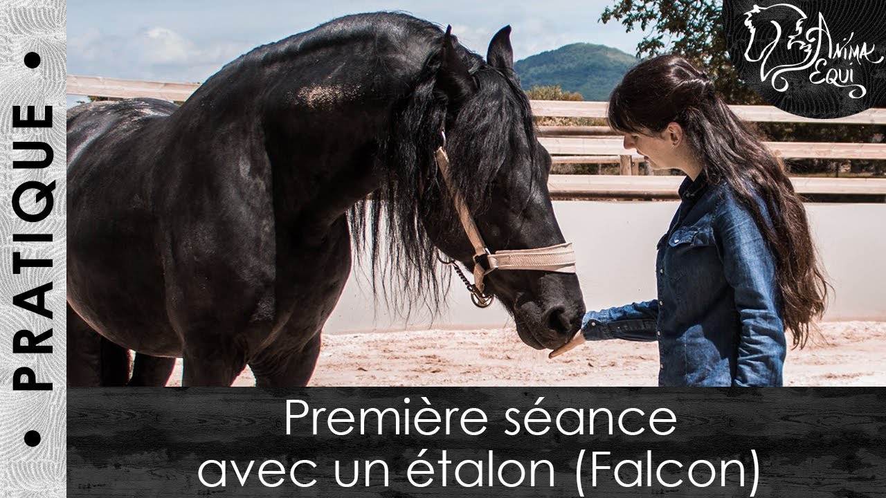 • PRATIQUE • Première séance avec un étalon (Falcon)