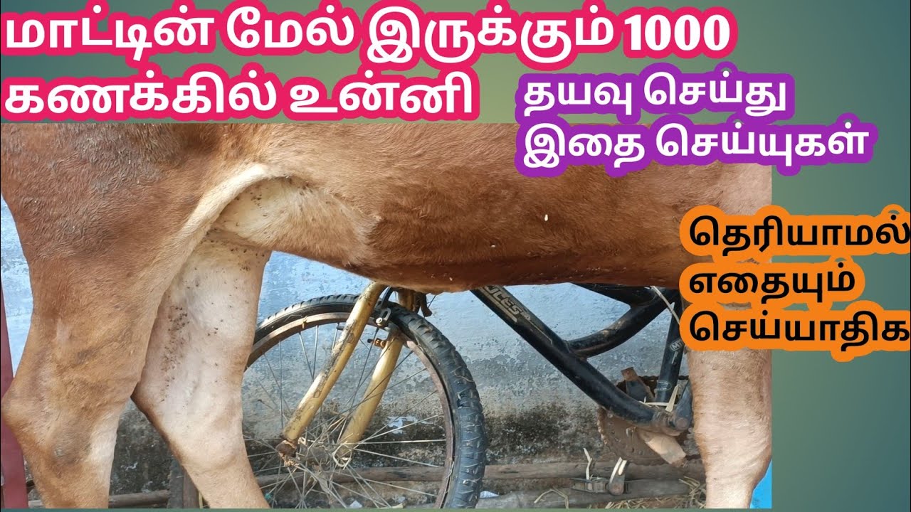 1000 உன்னிகள் இருந்தால் என்ன செய்வது | மாட்டின் மேல் உன்னி இருக்குதா இதை செய்யுகள் | kalnadai tholan