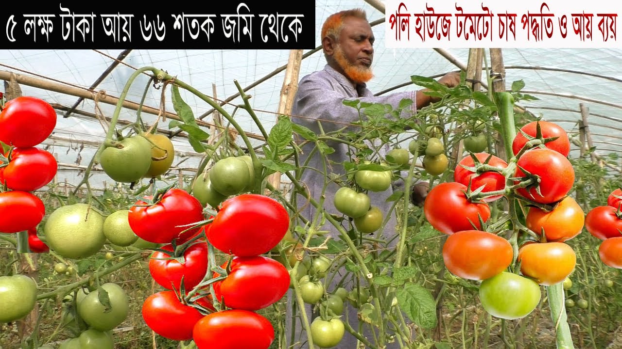 টমেটো চাষ ১২ মাস - পলি হাউজে  টমেটো চাষের সকল আধুনিক পদ্ধতি - How to Grow Tomatoes in Poly House