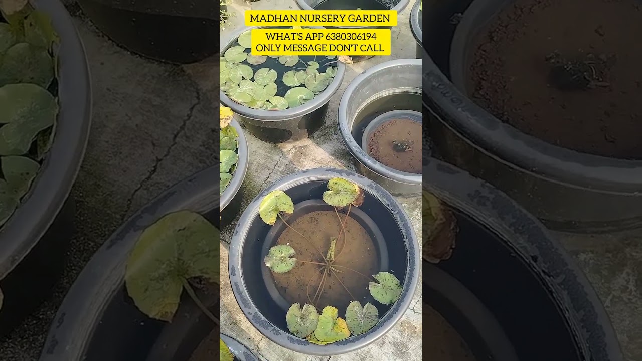 Water lily plants and LOUTS plant update.... what's App 6280306194 only message don't call 