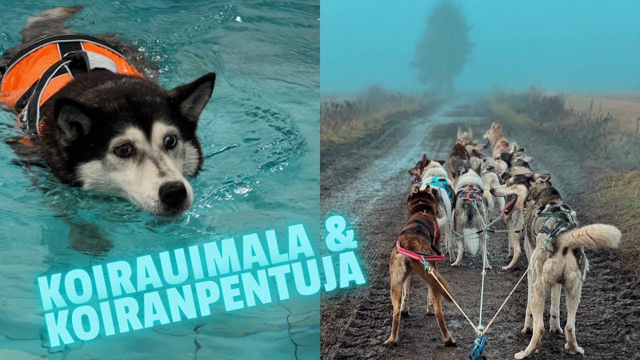🐶Näin koiranpennut livenä & käytiin koirauimalassa