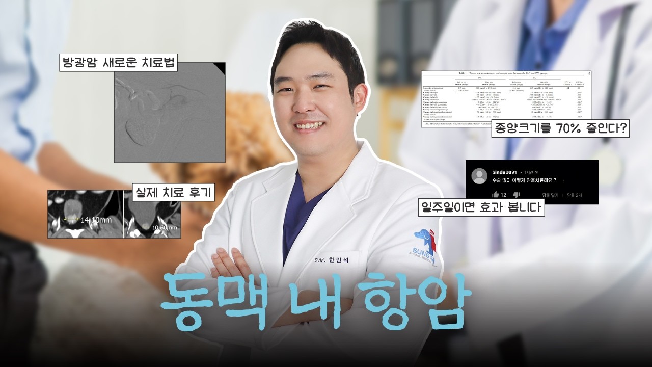 반려동물 방광암 새로운 치료법 등장! [동맥 내 항암] 짧고 쉽게 알아보기 💉