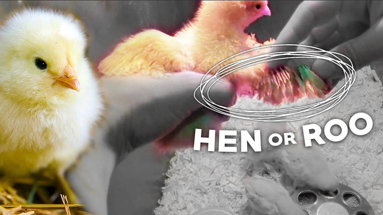 ROOSTER OR HEN!? MY FIRST TIME Feather Sexing Baby Chicks | HOMESTEAD DREAMING