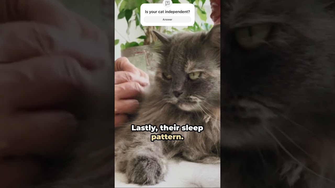 Why cats are so independent?😸