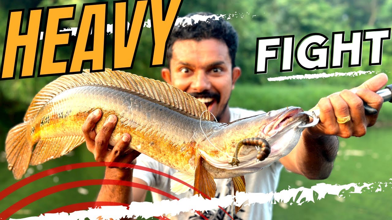 ഒരു മുളം  കാട്. മുഴുവൻ ഈമീൻ തകർത്തു! !! Kerala malayalam fishing video #flyfishing