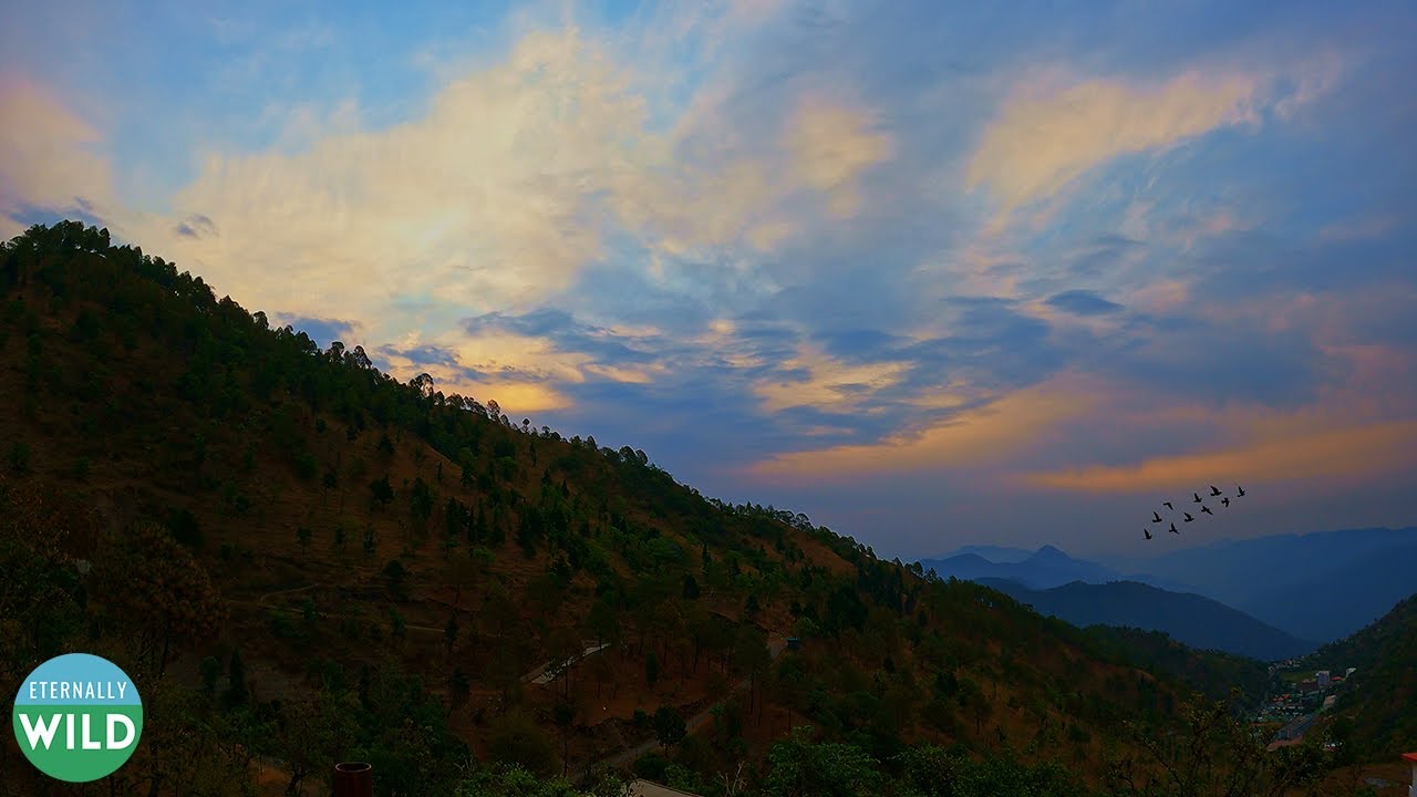 Forest Awakening: Aerial Timelapse with Birdsong