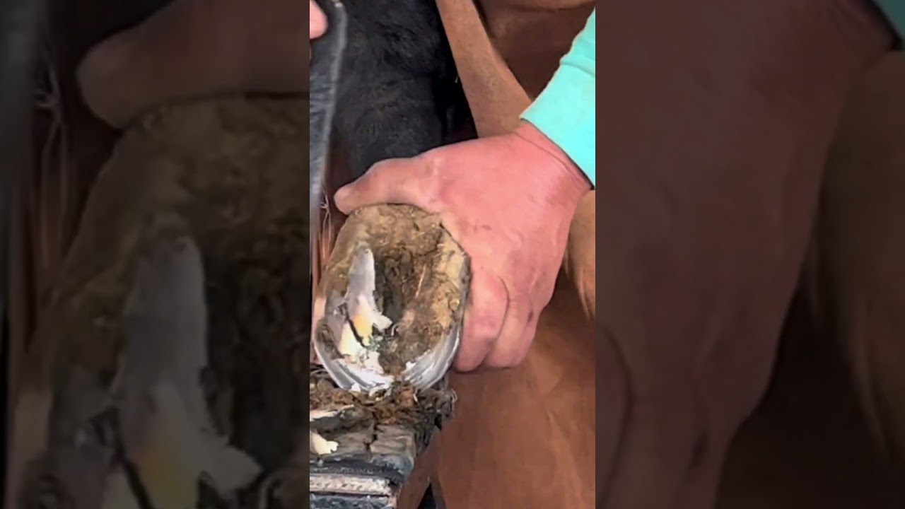 Regularly repairing the donkey's hooves, echnique is crisp and neat!