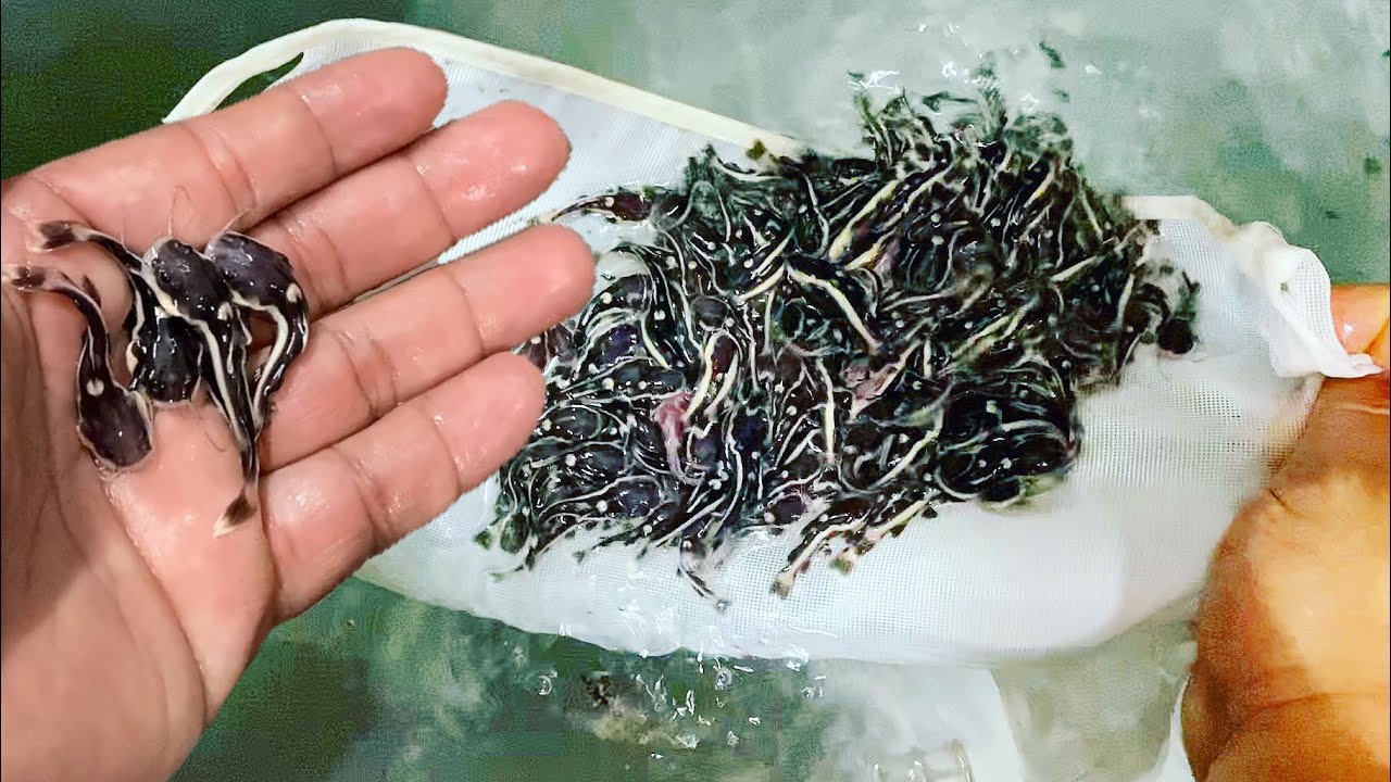 RAISING THOUSANDS of BABY CATFISH in AQUARIUM POND for FUTURE HOMES!