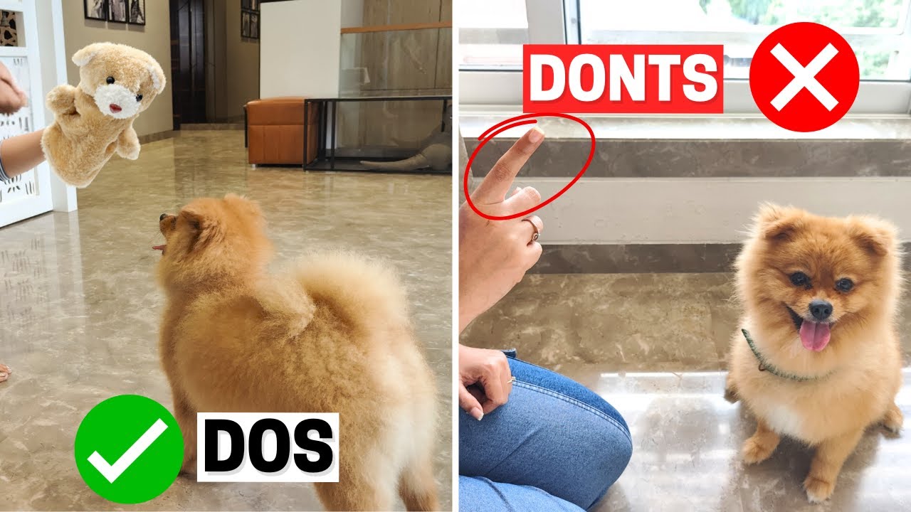 Do's and Don'ts of Owning a Pomeranian