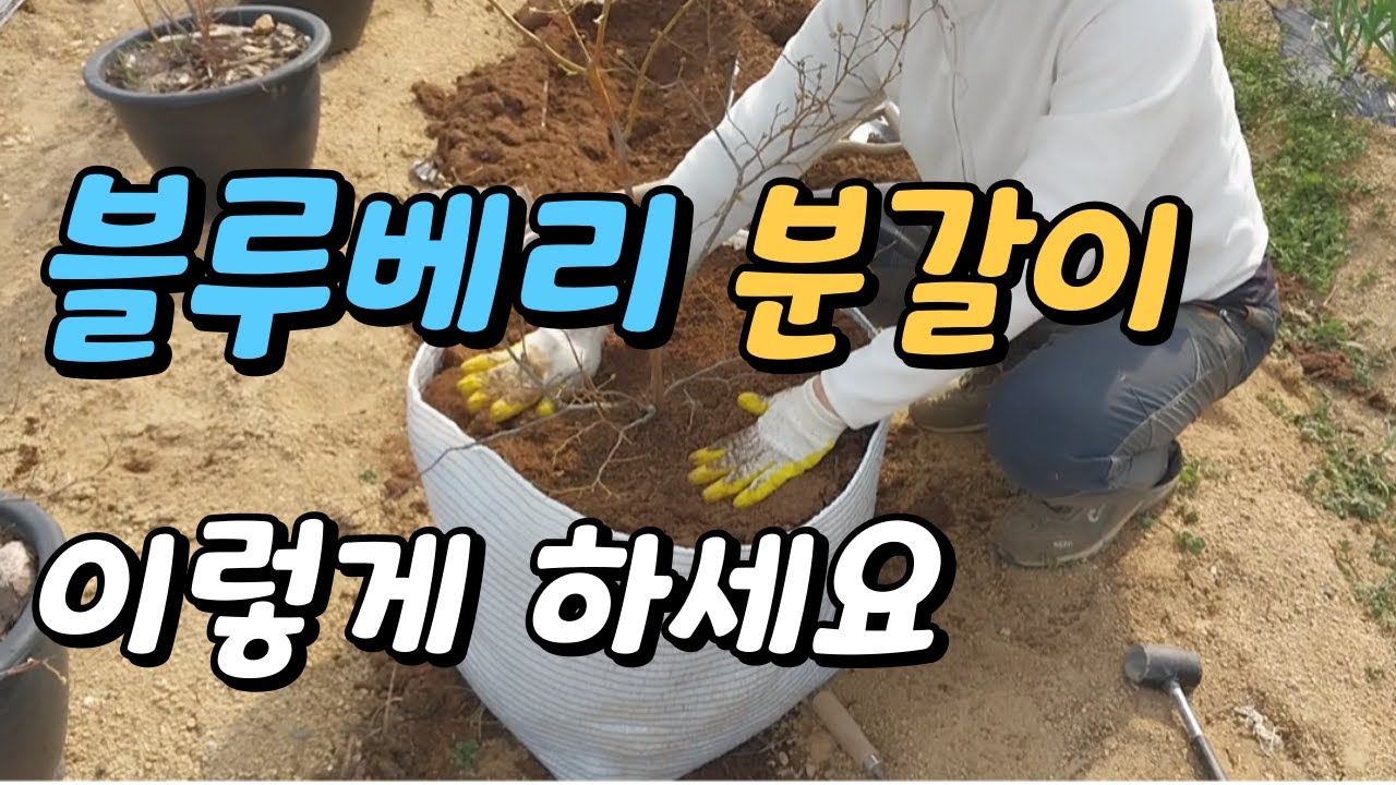 블루베리 분갈이 방법, 심는 시기, 분갈이 화분 고르는 법, 물 주는 법 등과 함께 주말농장 텃밭 가꾸는 즐거움을 잔잔한 음악과 함께 정리하였습니다.