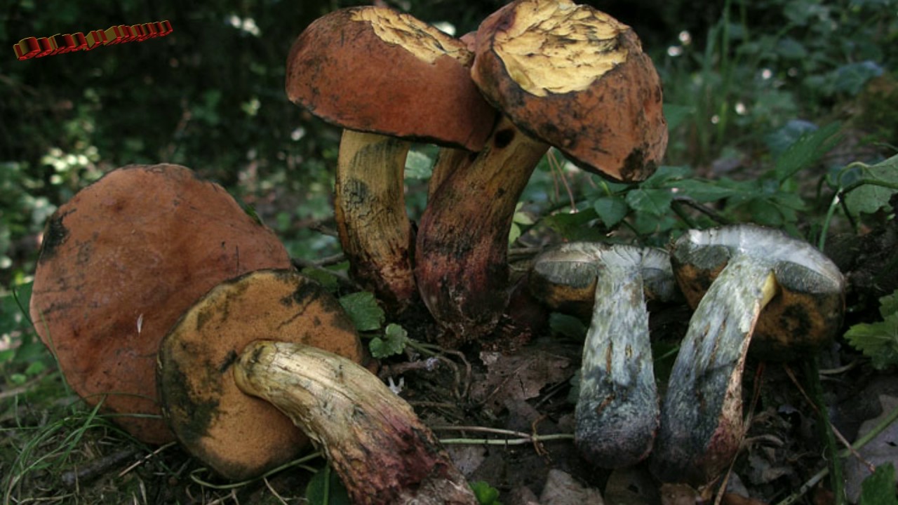 Boleto de quelet, Boletus queletii