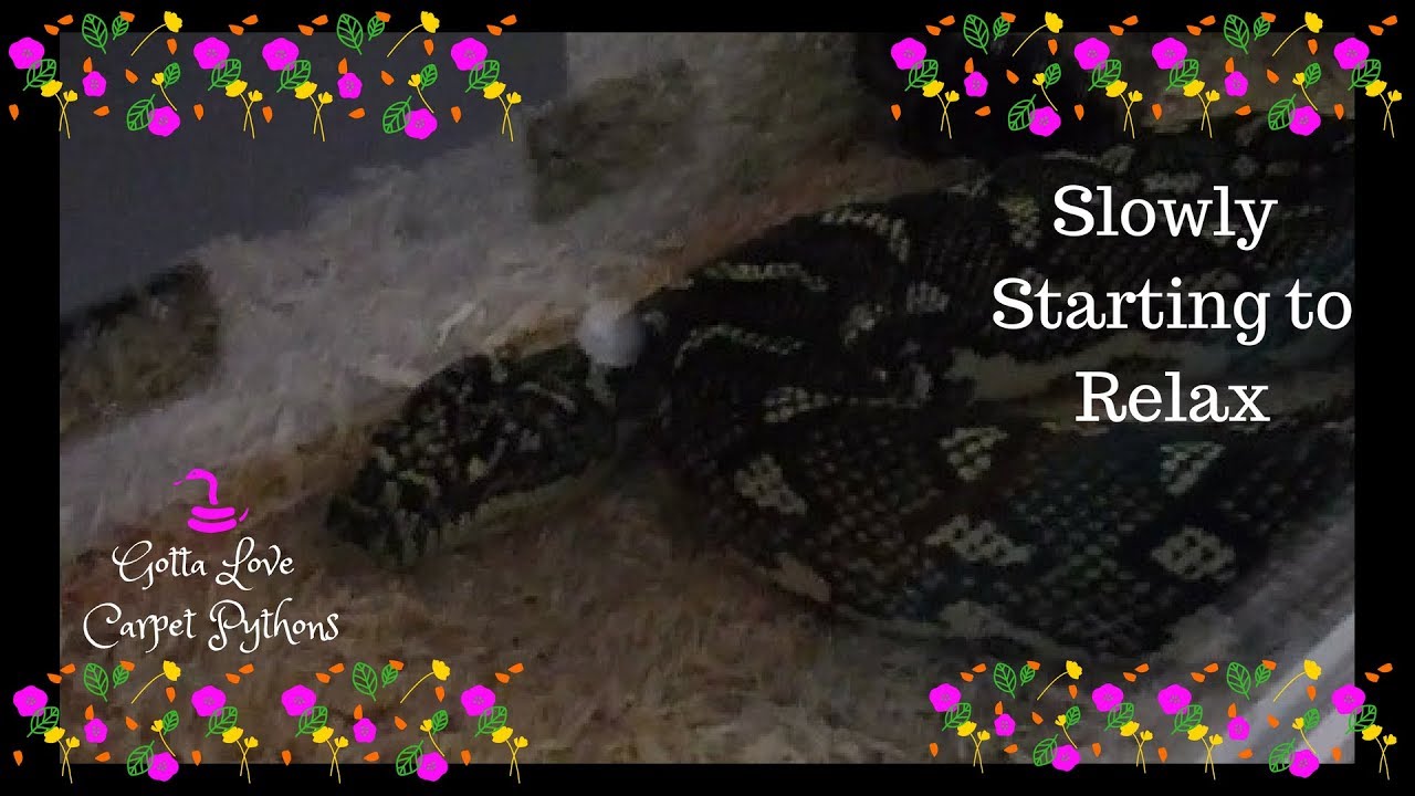 Signs My Diamond Python Is Feeling More Comfortable