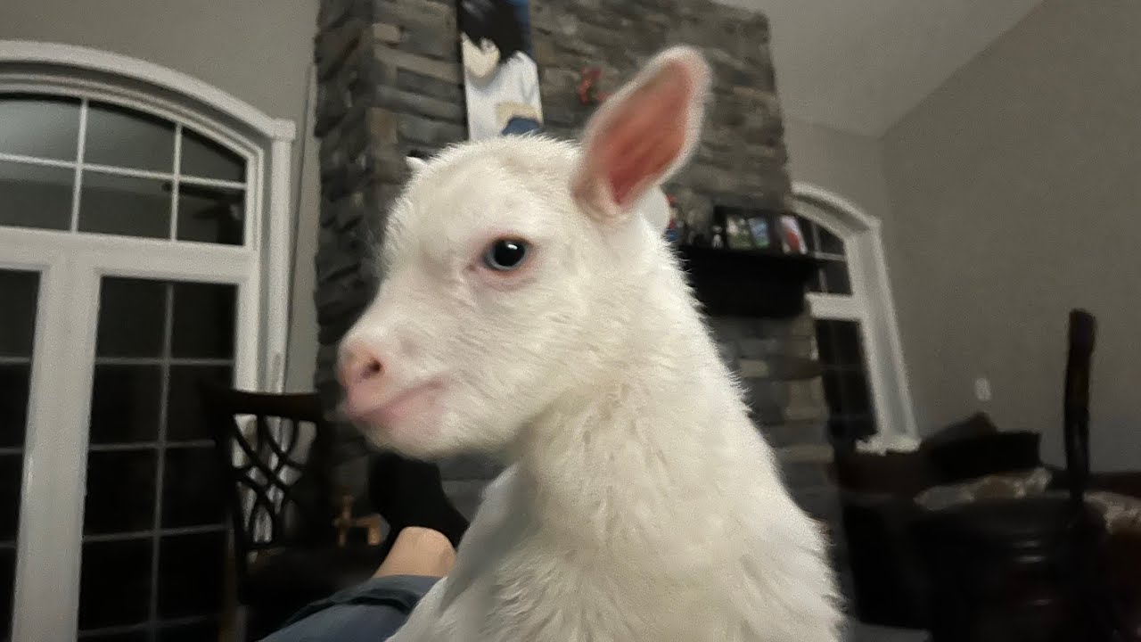Orphaned baby goat finds a new home | President Snow is leaving the farm | Baby goat zoomies