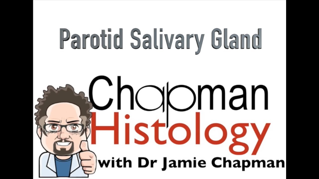3 Min Histology Parotid