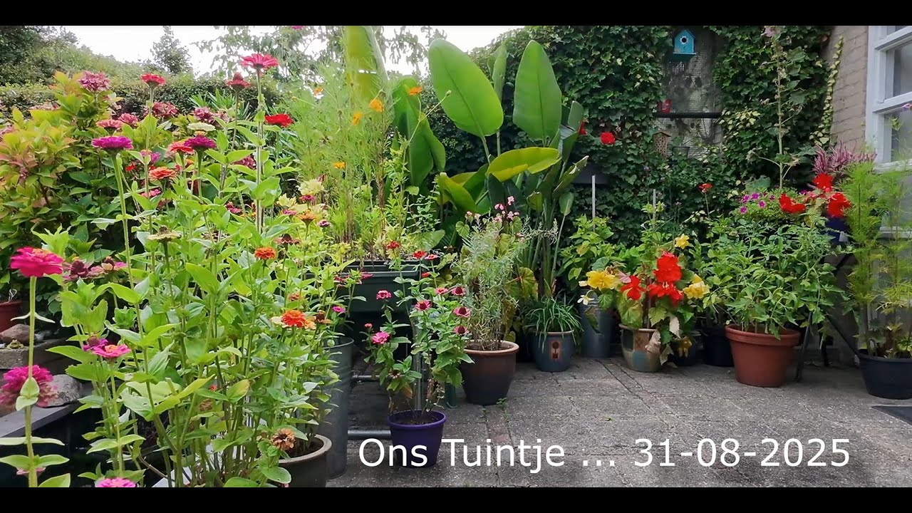 669. Ons Tuintje - DJI Neo [31-08-2025]