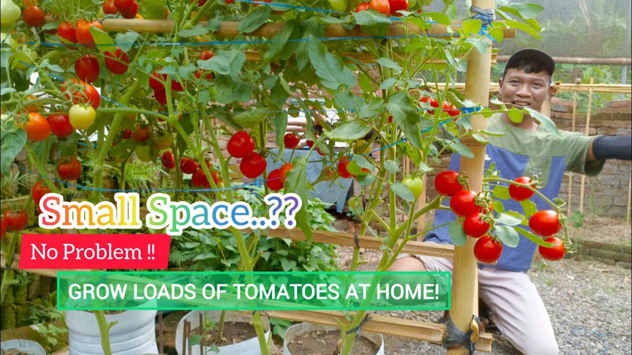 I Planted Tomatoes at Home Just for Fun&hellip; Look What Happened!