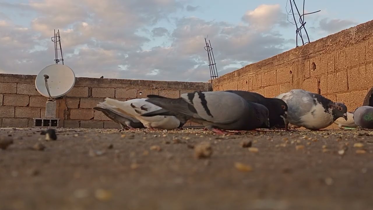 السلام عليكم 🕊️🕊️خوت تولع رمضانيه رسوبنا شي حاجه 🥳 في.السجن😍😍