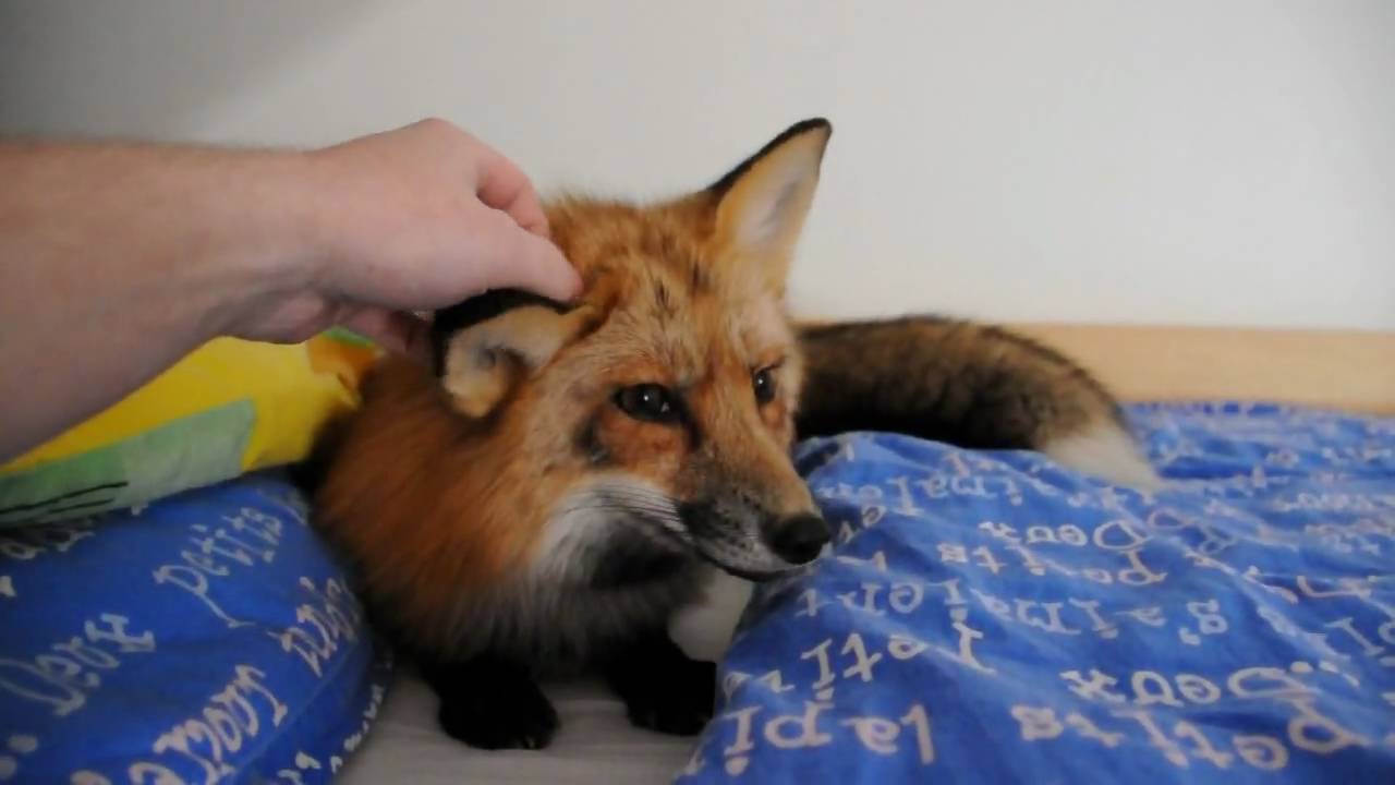 Vixey opět ve filmu