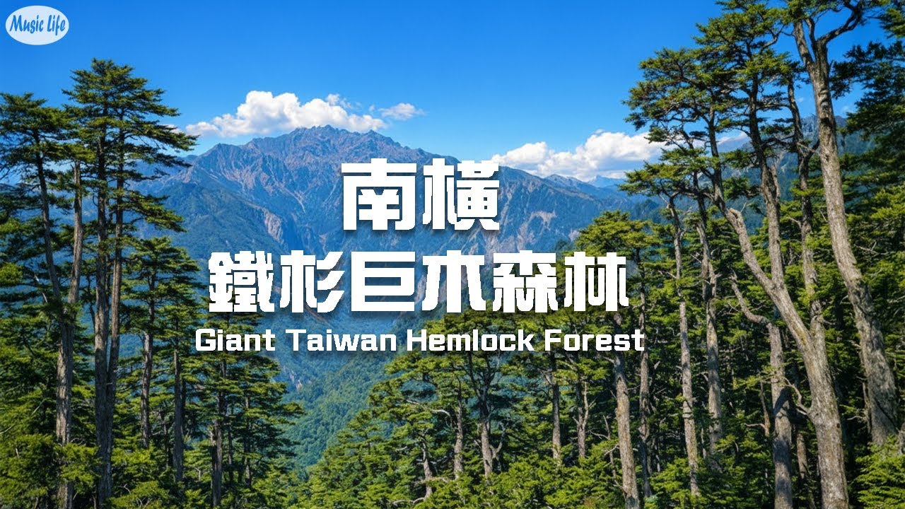 森林療癒系12 🌳冬日清晨走入南橫塔關山 鐵杉巨木森林 療癒鋼琴音樂 Walk in Taguanshan 🌲 Healing Hemlock Forest Piano Music