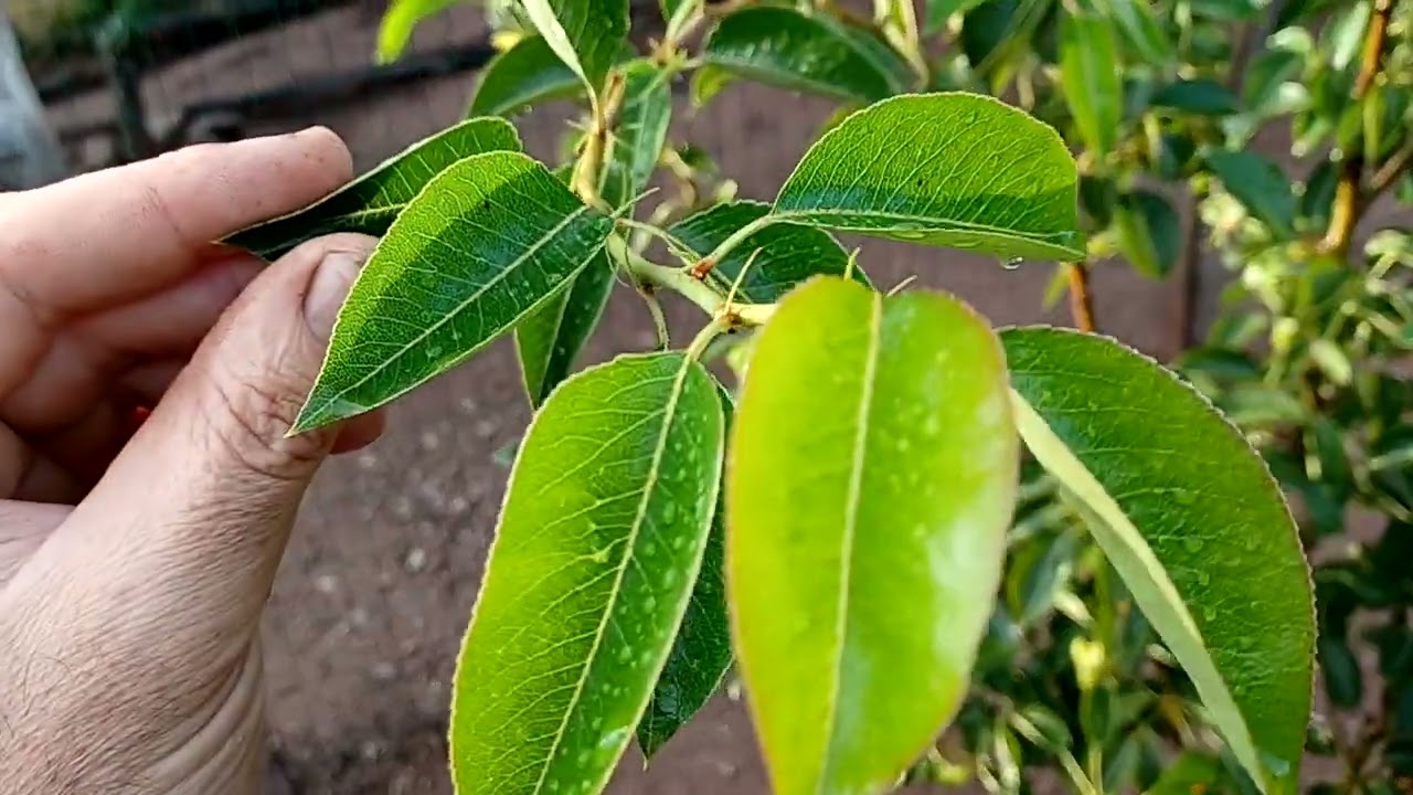 Testimonial electroculture paramagnetic cone on a first year pear tree huge growth and 12 pears