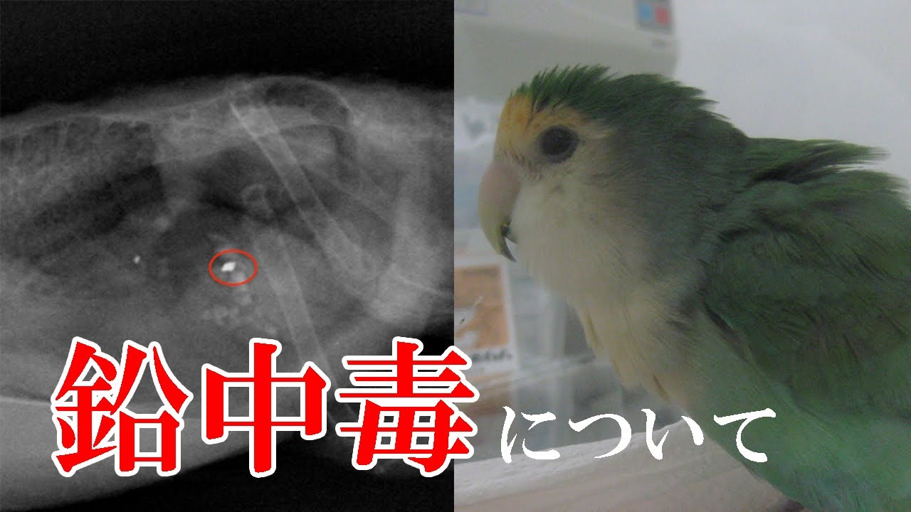 【インコ・オウム・鳥】とても危険で身近な病気、鉛中毒について