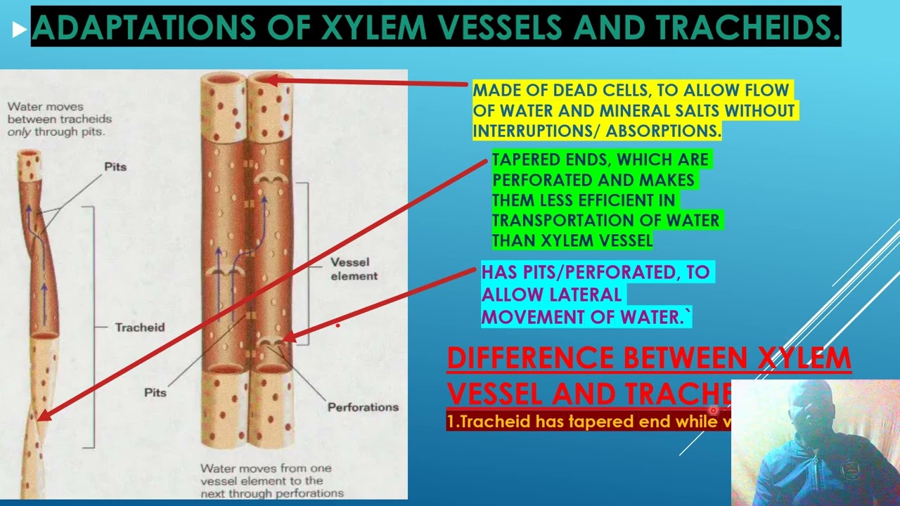 ADAPTATIONS OF XYLEM TISSUE TO ITS FUNCTIONS